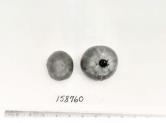 Click for 5 image(s) for this accession. FRUIT